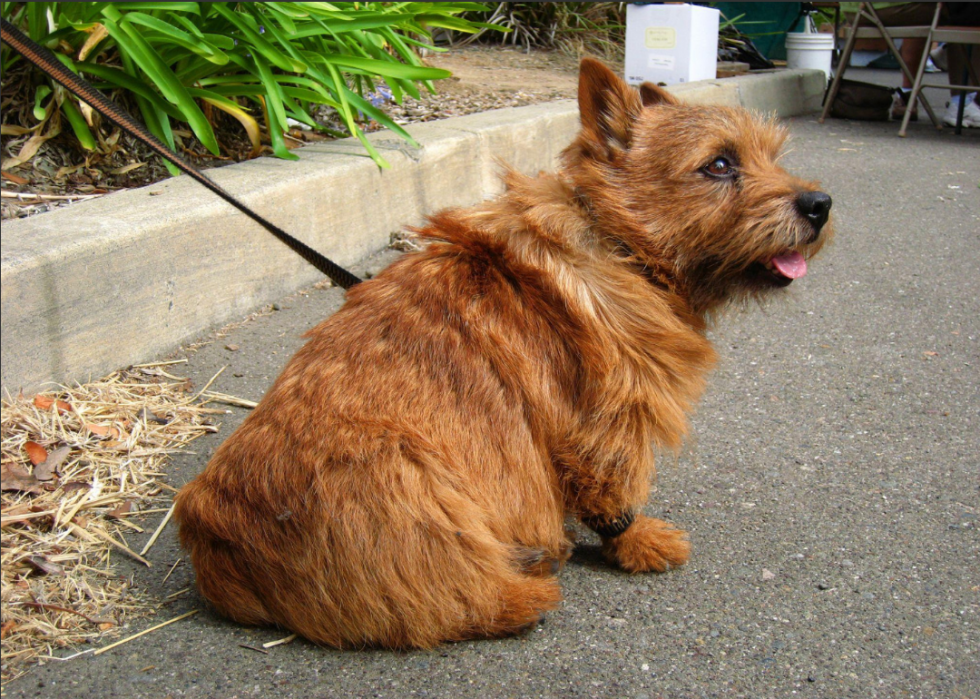 Races de chiens qui vivent le plus longtemps 