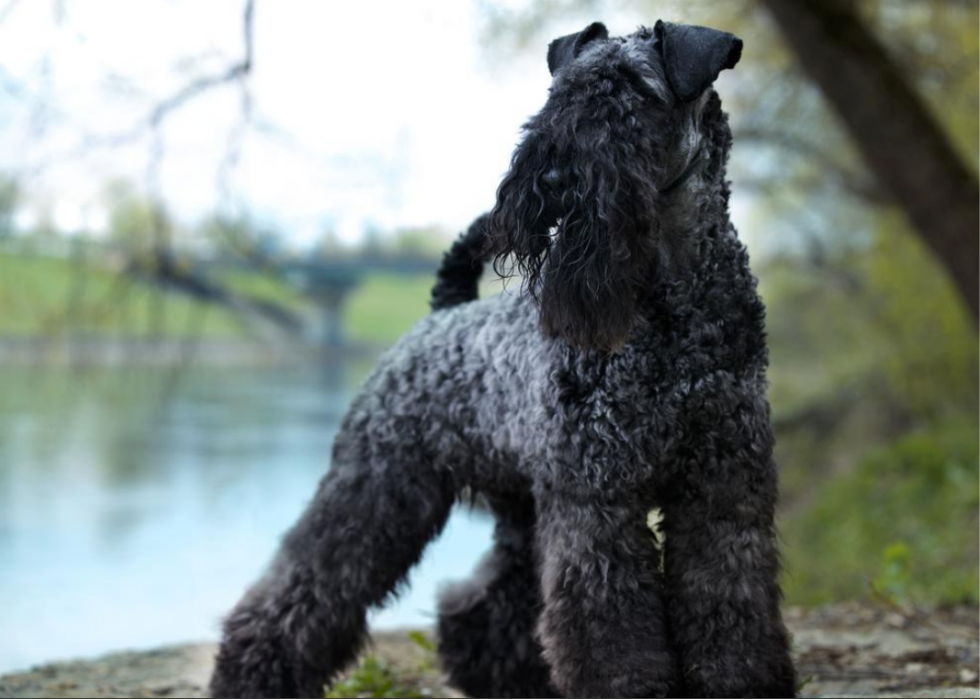 Races de chiens qui vivent le plus longtemps 