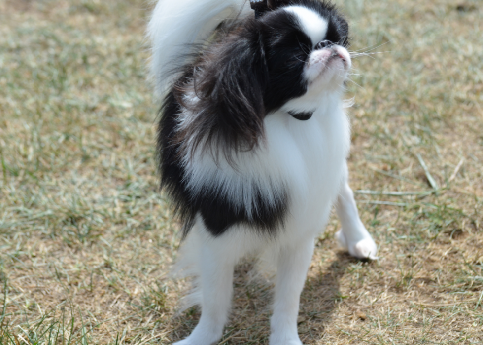 Races de chiens qui vivent le plus longtemps 