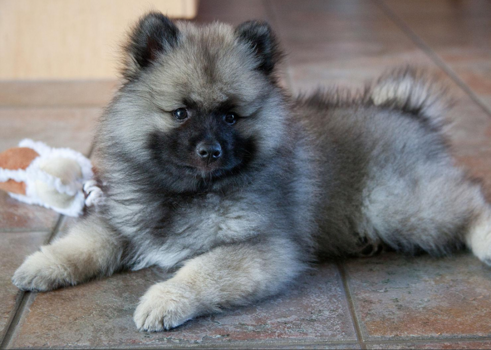 Races de chiens qui vivent le plus longtemps 