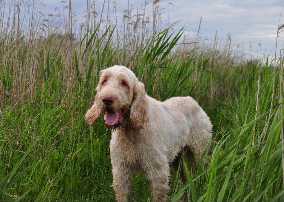 Races de chiens qui vivent le plus longtemps 