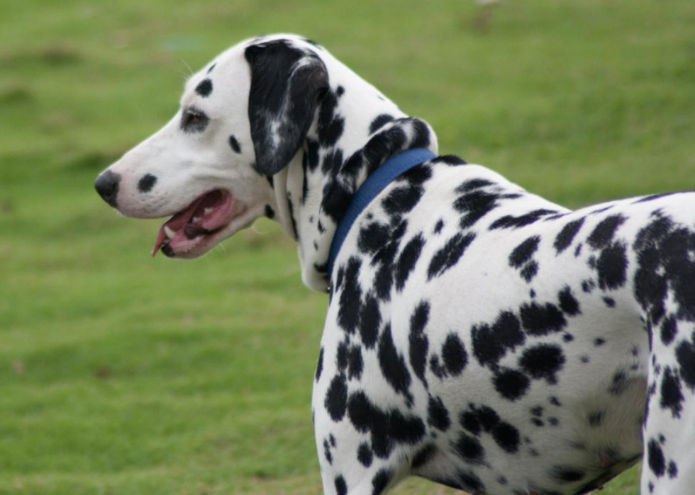 Races de chiens qui vivent le plus longtemps 