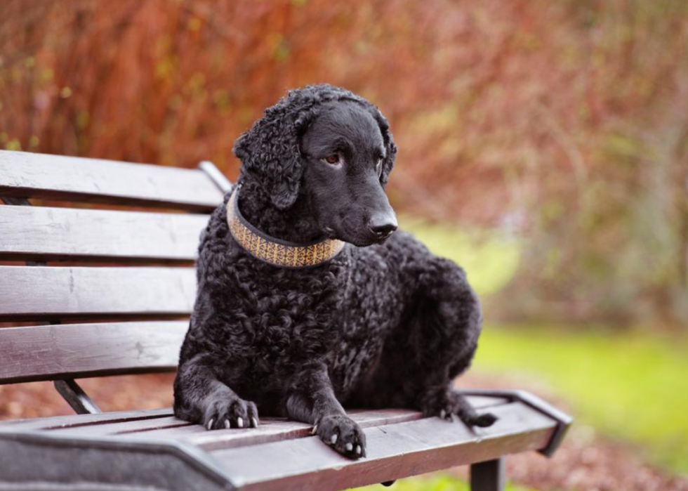 Races de chiens qui vivent le plus longtemps 