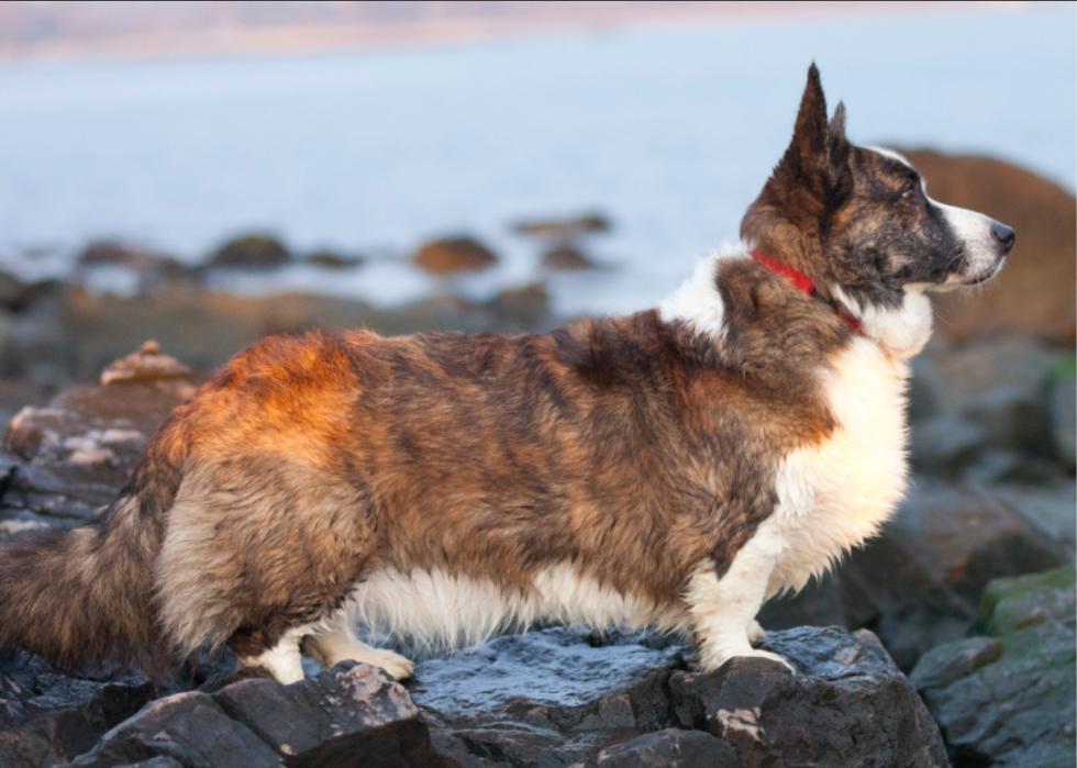 Races de chiens qui vivent le plus longtemps 