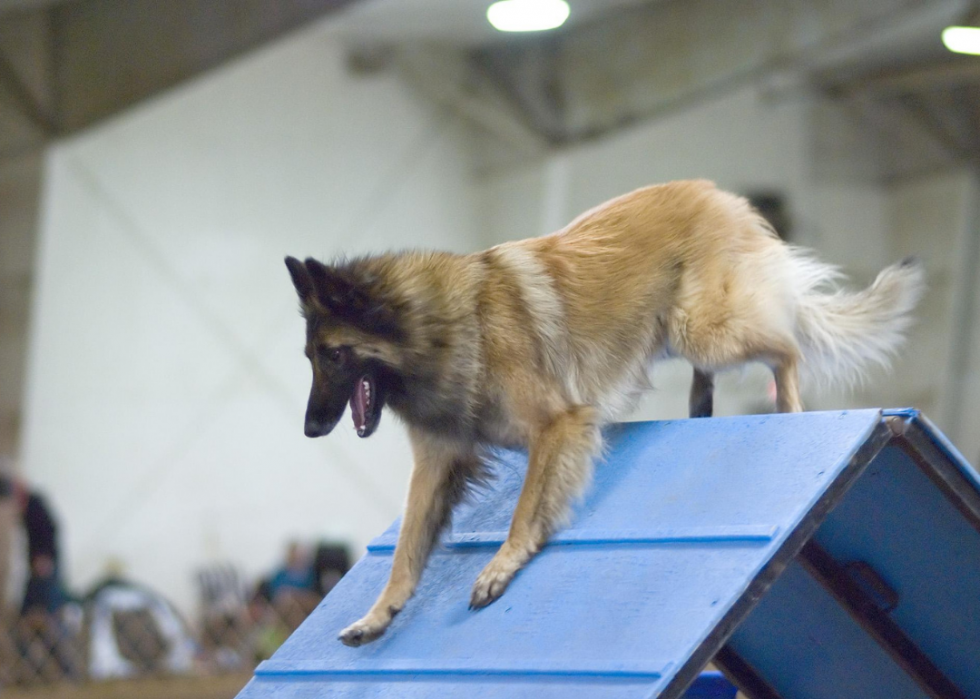 Races de chiens qui vivent le plus longtemps 