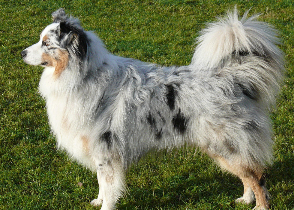 Races de chiens qui vivent le plus longtemps 