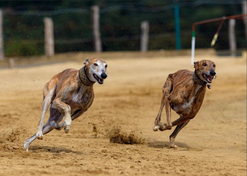 Races de chiens qui vivent le plus longtemps 