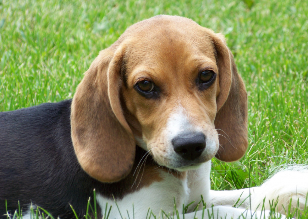 Races de chiens qui vivent le plus longtemps 