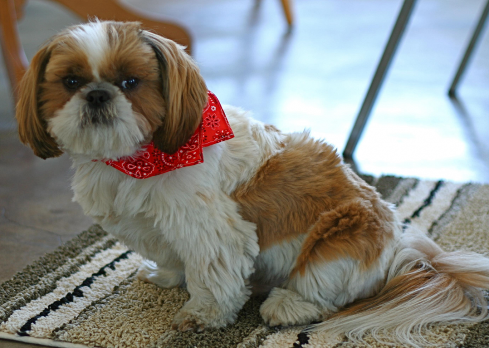 Races de chiens qui vivent le plus longtemps 