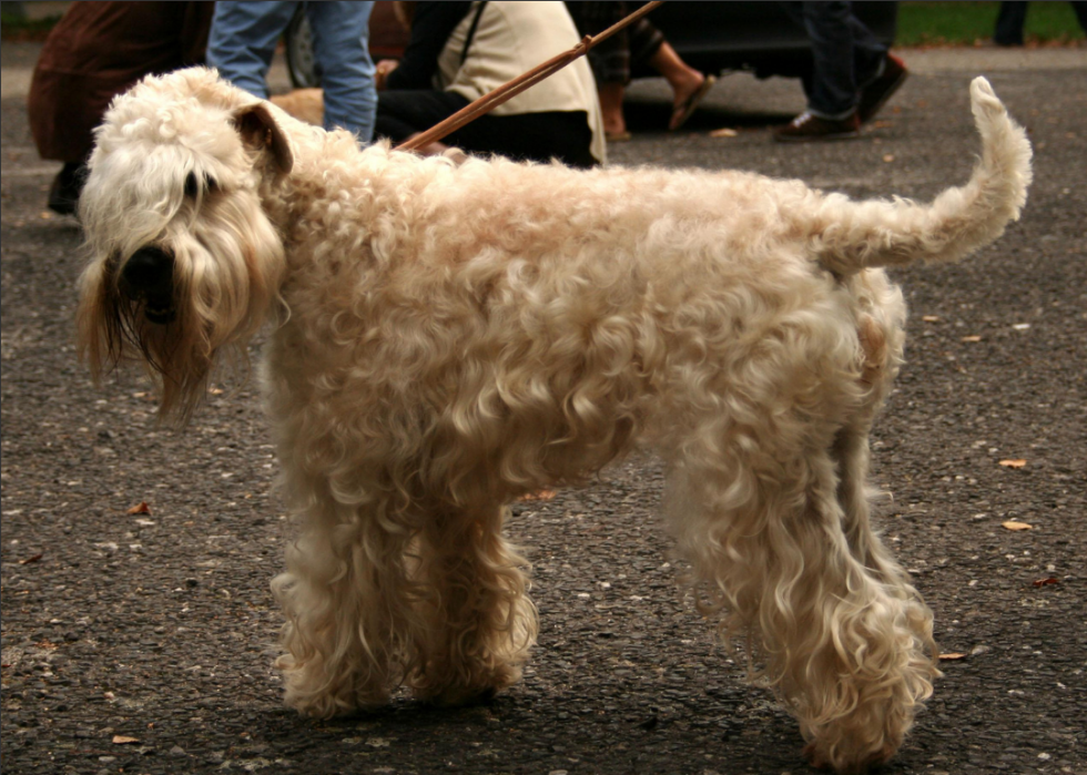 Races de chiens qui vivent le plus longtemps 