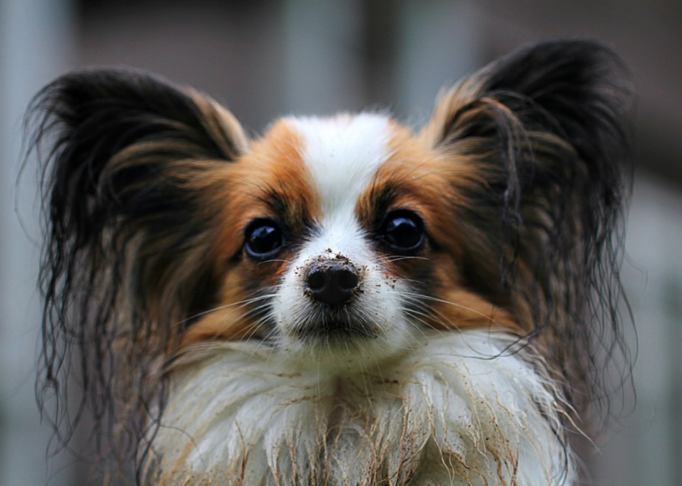 Races de chiens qui vivent le plus longtemps 