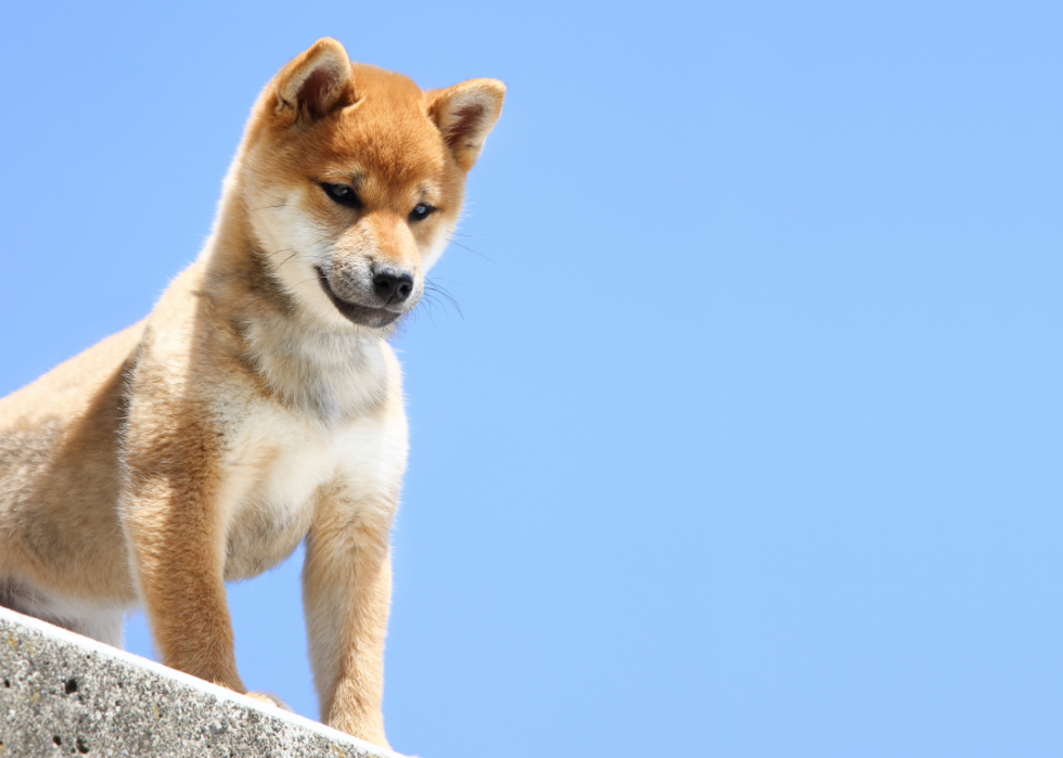 Races de chiens qui vivent le plus longtemps 