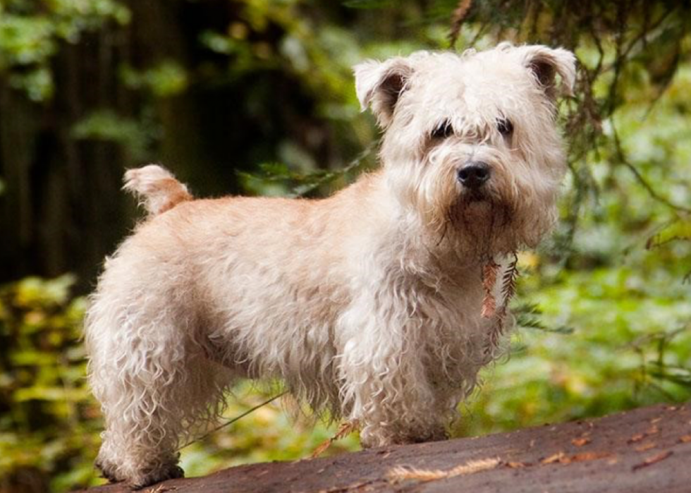 Races de chiens qui vivent le plus longtemps 