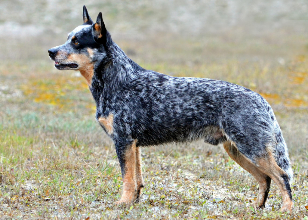 Races de chiens qui vivent le plus longtemps 