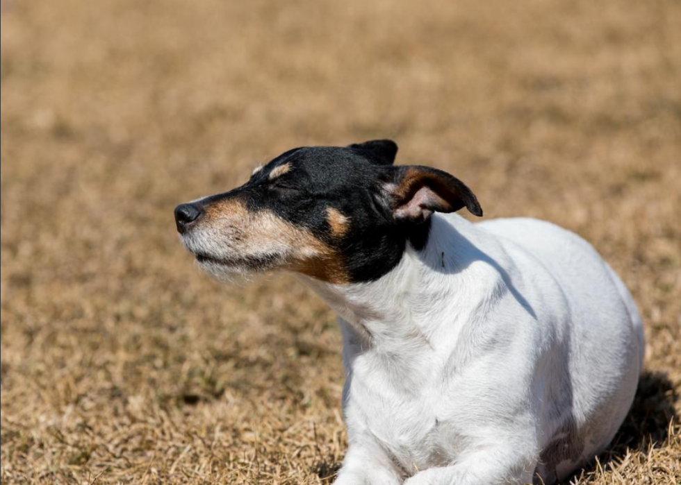 Races de chiens qui vivent le plus longtemps 