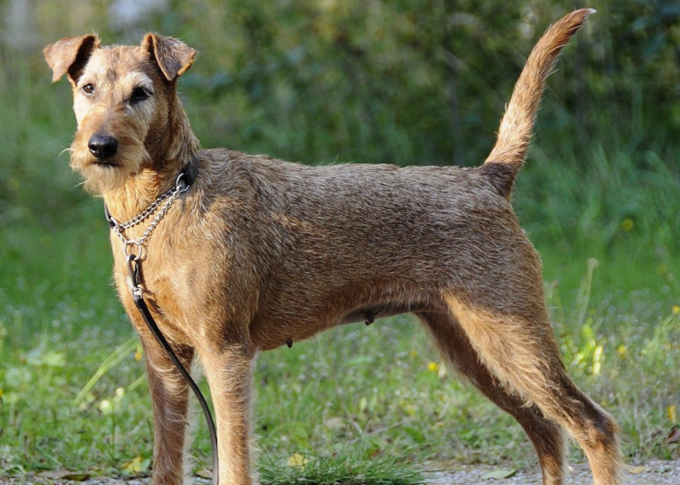 Races de chiens qui vivent le plus longtemps 