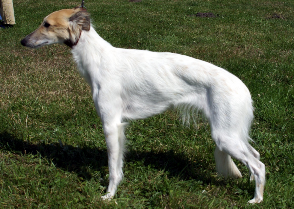 Races de chiens qui vivent le plus longtemps 