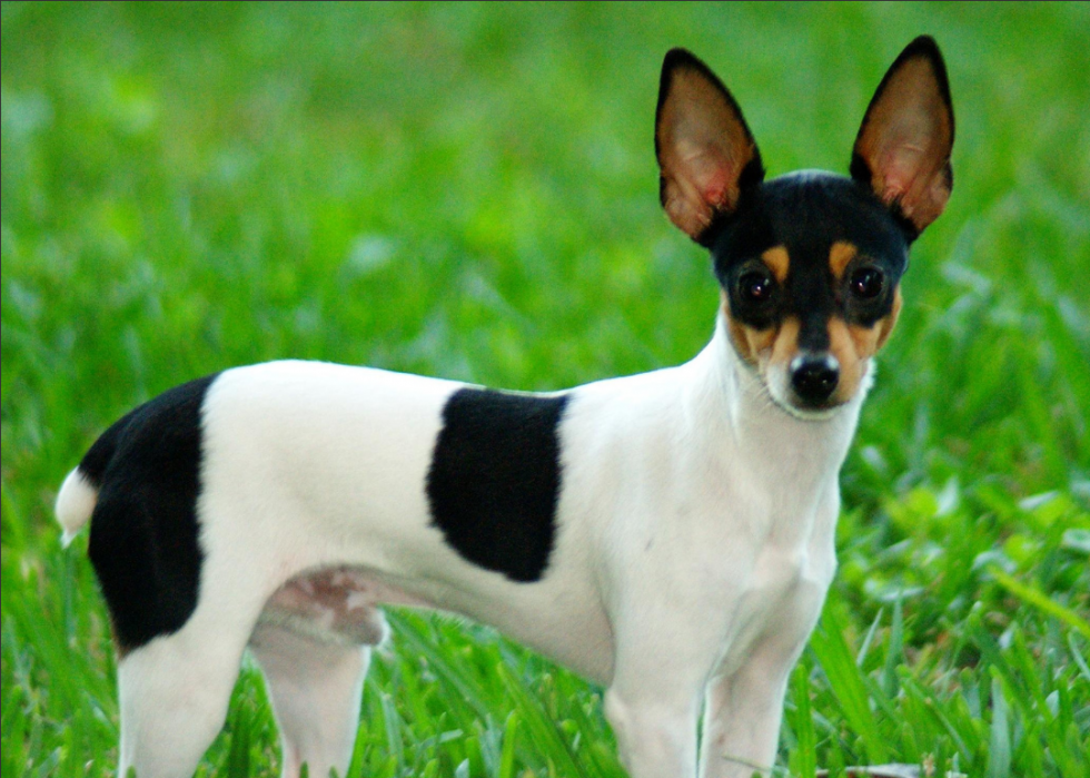 Races de chiens qui vivent le plus longtemps 