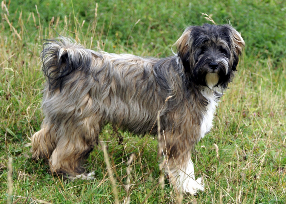 Races de chiens qui vivent le plus longtemps 