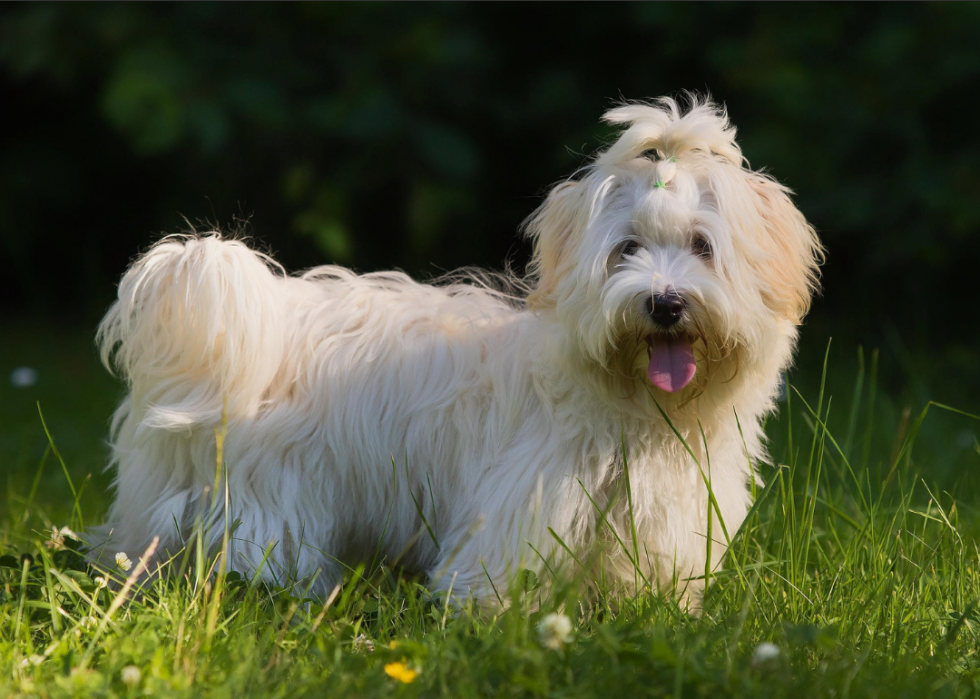 Races de chiens qui vivent le plus longtemps 