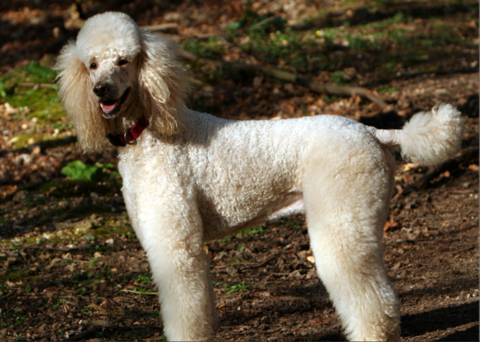 Races de chiens qui vivent le plus longtemps 