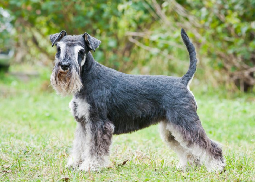 Races de chiens qui vivent le plus longtemps 