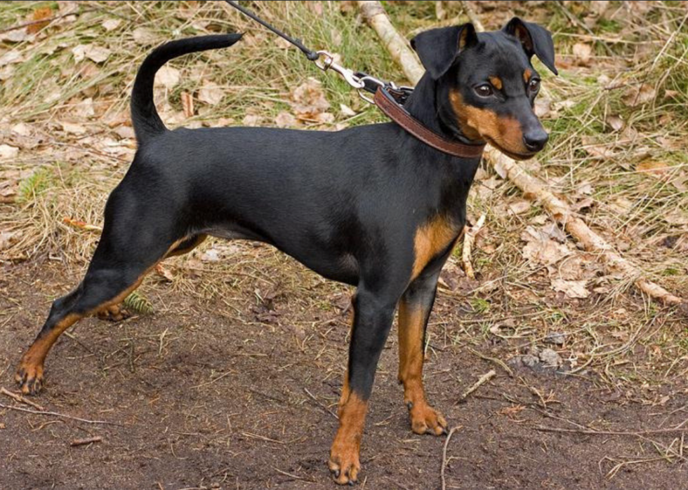 Races de chiens qui vivent le plus longtemps 