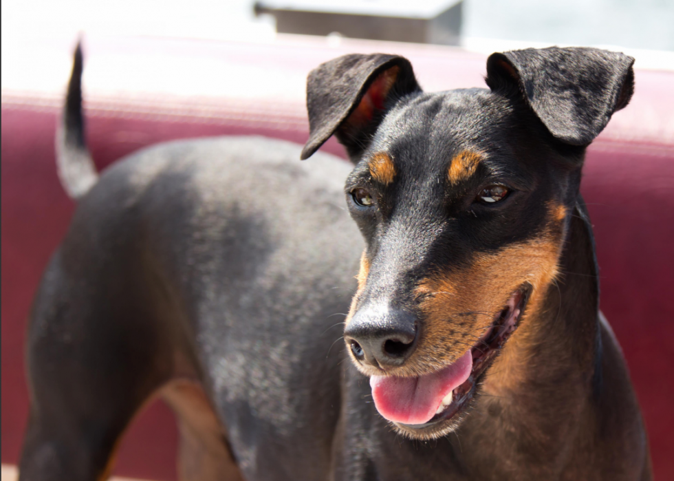 Races de chiens qui vivent le plus longtemps 