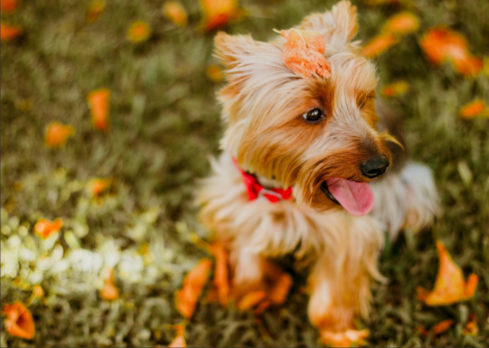 Races de chiens qui vivent le plus longtemps 