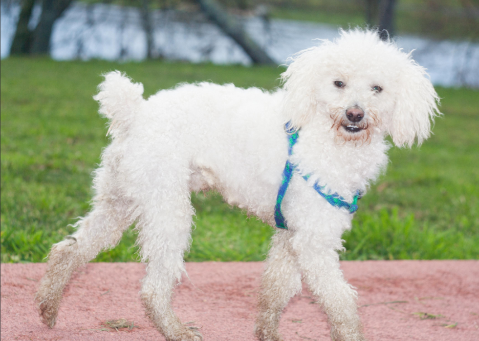 Races de chiens qui vivent le plus longtemps 