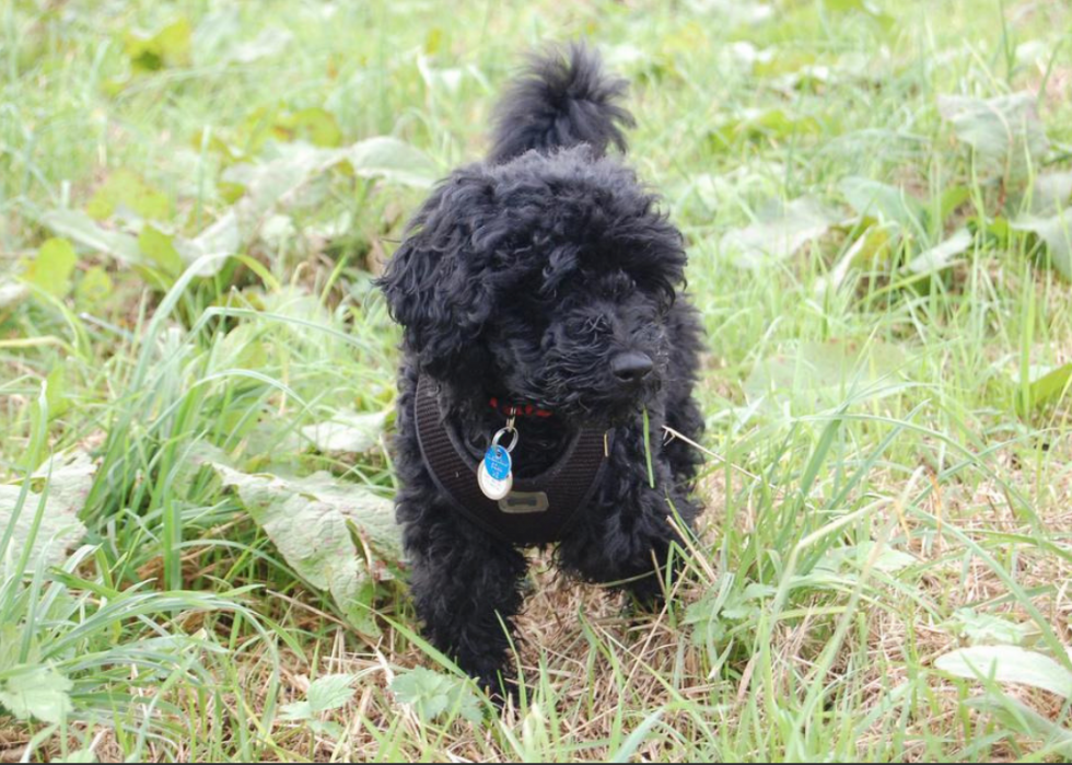 Races de chiens qui vivent le plus longtemps 