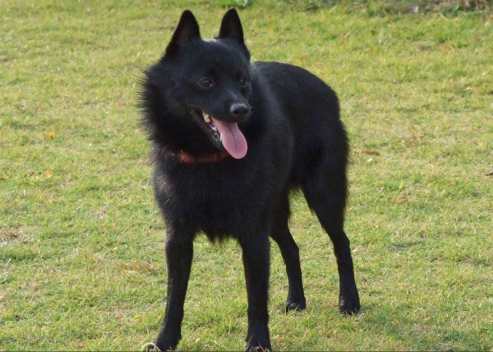 Races de chiens qui vivent le plus longtemps 