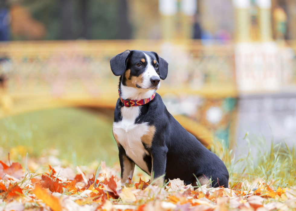 Les races de chiens de taille moyenne les plus populaires 