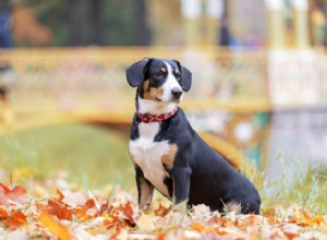 Les races de chiens de taille moyenne les plus populaires 