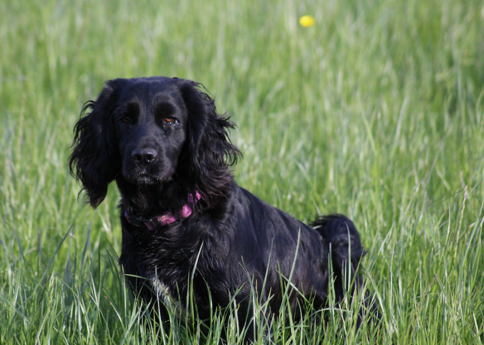 Les races de chiens de taille moyenne les plus populaires 