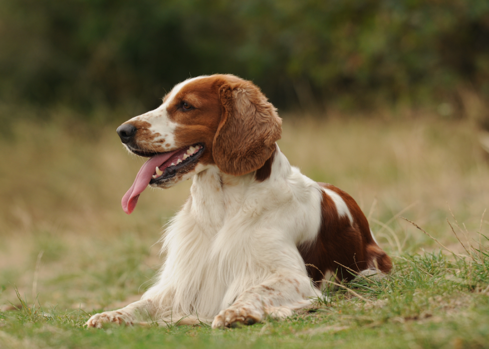 Les races de chiens de taille moyenne les plus populaires 