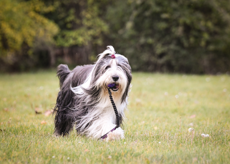 Les races de chiens de taille moyenne les plus populaires 