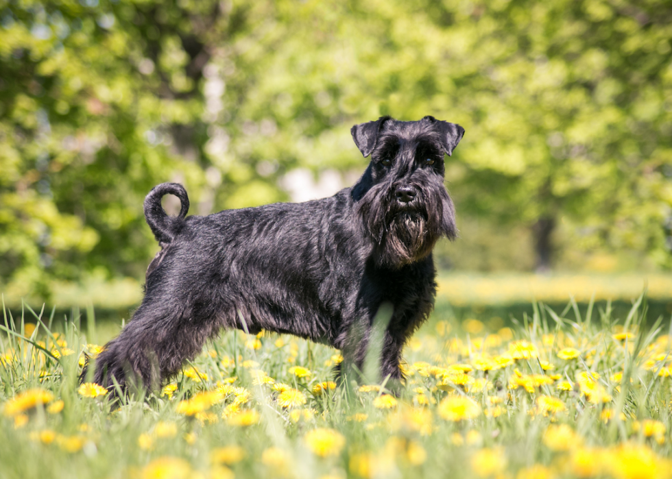 Les races de chiens de taille moyenne les plus populaires 