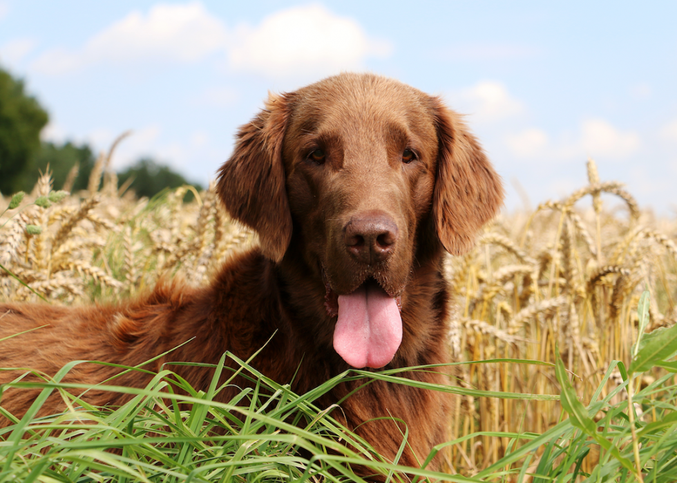 Les races de chiens de taille moyenne les plus populaires 