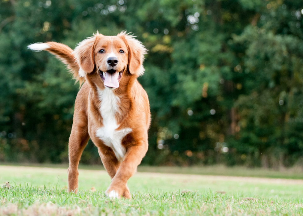 Les races de chiens de taille moyenne les plus populaires 