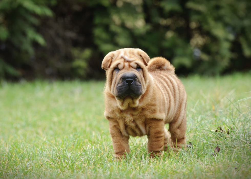 Les races de chiens de taille moyenne les plus populaires 