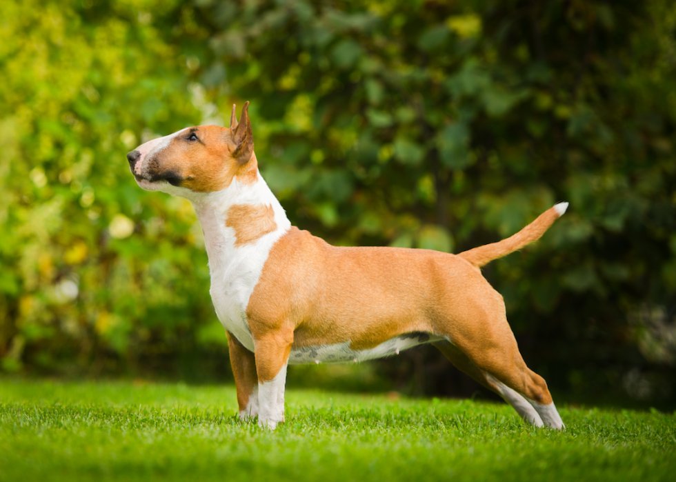 Les races de chiens de taille moyenne les plus populaires 