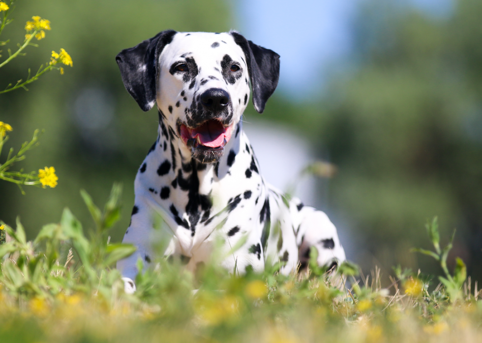 Les races de chiens de taille moyenne les plus populaires 