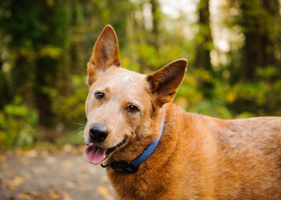 Les races de chiens de taille moyenne les plus populaires 