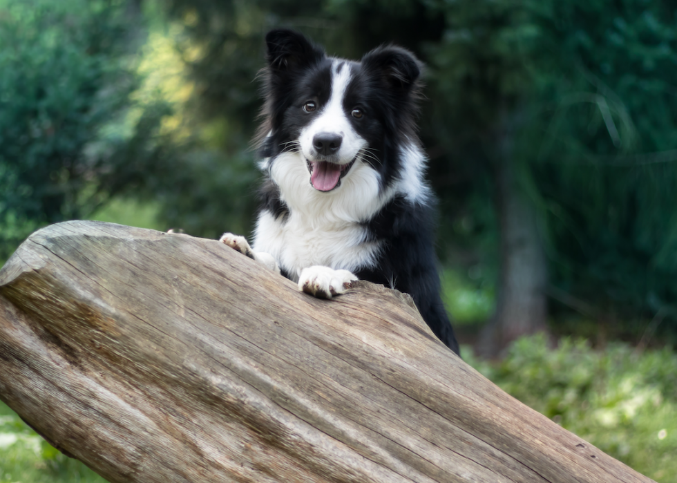 Les races de chiens de taille moyenne les plus populaires 