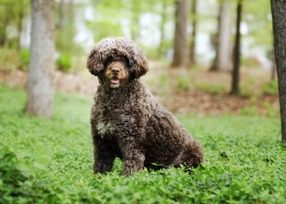 Les races de chiens de taille moyenne les plus populaires 