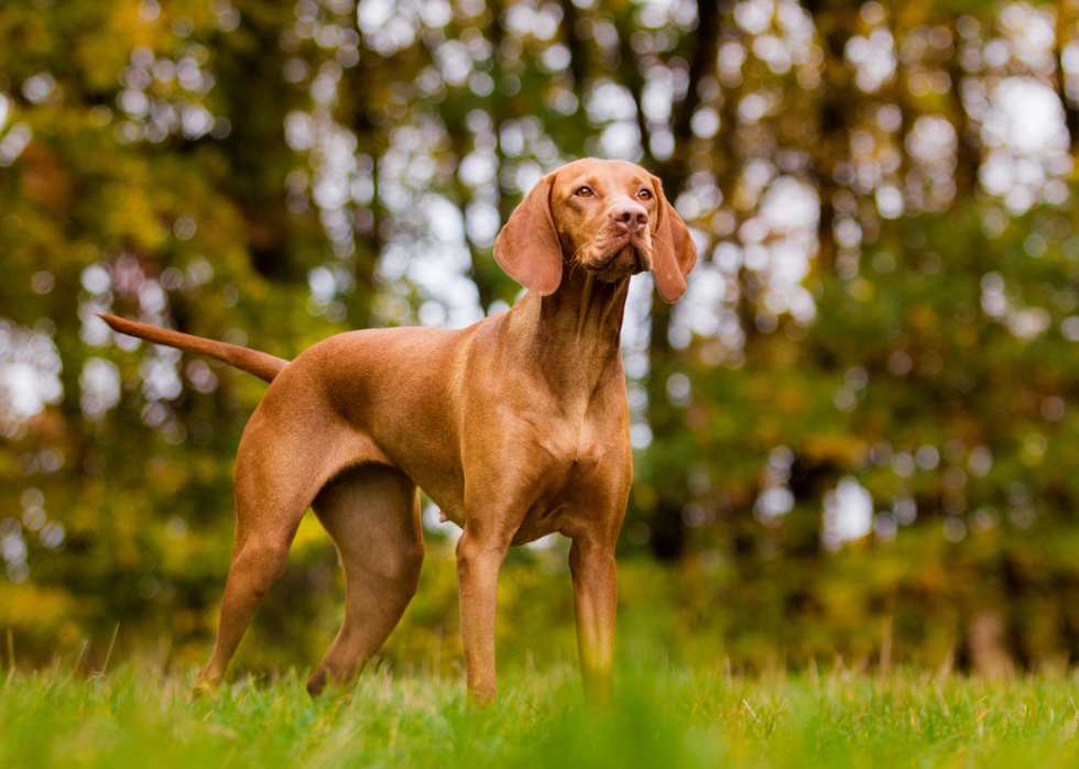 Les races de chiens de taille moyenne les plus populaires 