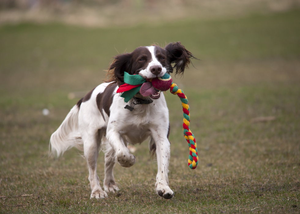 Les races de chiens de taille moyenne les plus populaires 