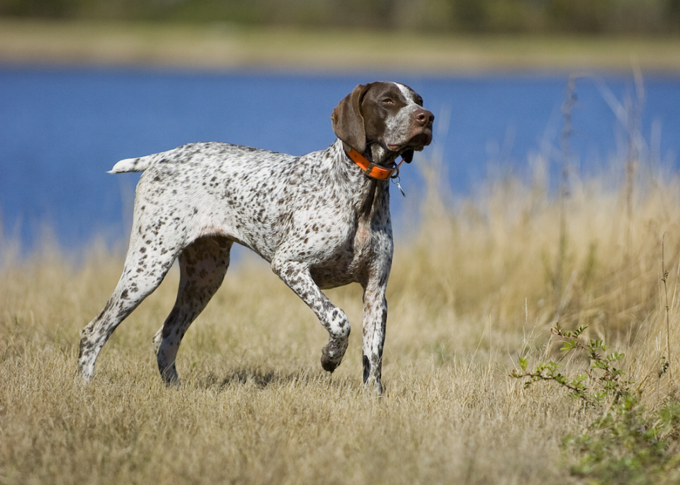 Les races de chiens de taille moyenne les plus populaires 