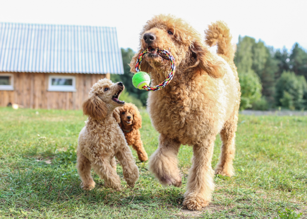 Les races de chiens de taille moyenne les plus populaires 